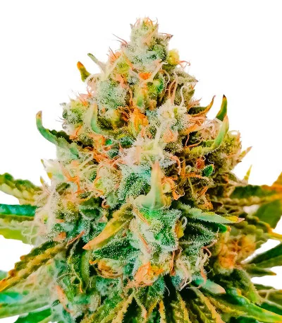 Permanent Marker fem