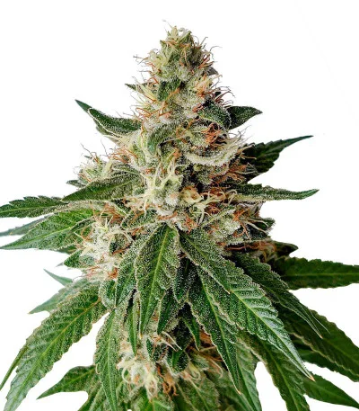 Ultimate Chemdog Fast Version fem