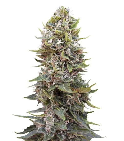 Auto Cheese Berry