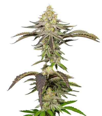 Miracle Alien Cookies (MAC) fem