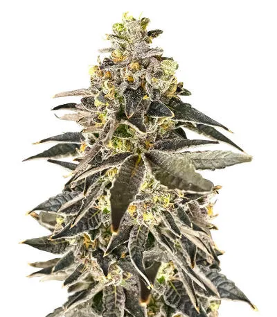 Permanent Marker Auto