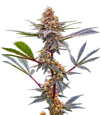 Plushberry Auto