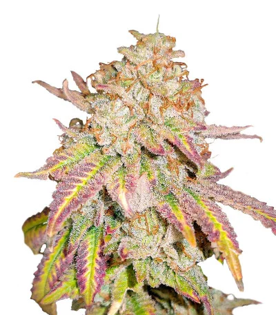 Grandaddy Banner fem