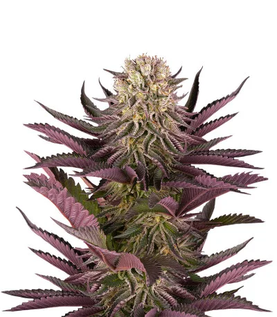 Mimosa X Orange Punch fem