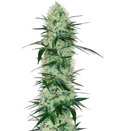 Tangerine Dream Auto fem