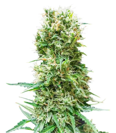 Animal Face Auto fem