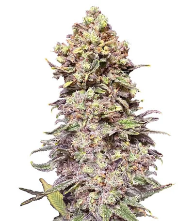 Gran Purple Banner Auto fem