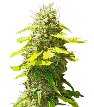 Punch Gelato #33 Auto fem