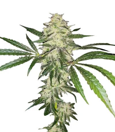 Sherbet Cuvee Cookies fem