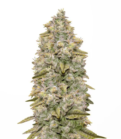 Bay Burger Early Version