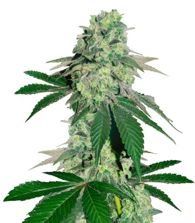 Golosa Early Version fem