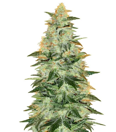 Lowryder Auto fem