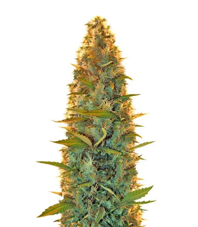 Lowryder Auto regular