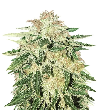 Kripple Roulette fem