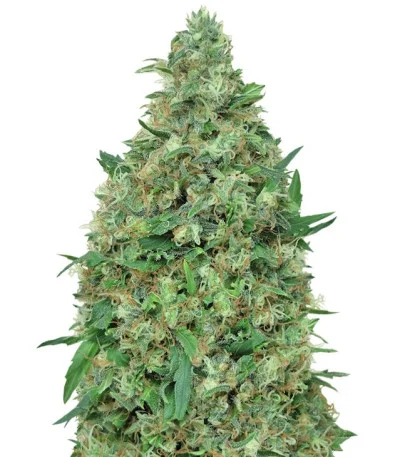 Patel’s Cornershop Surprise fem