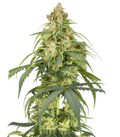 Auto CBD-Victory