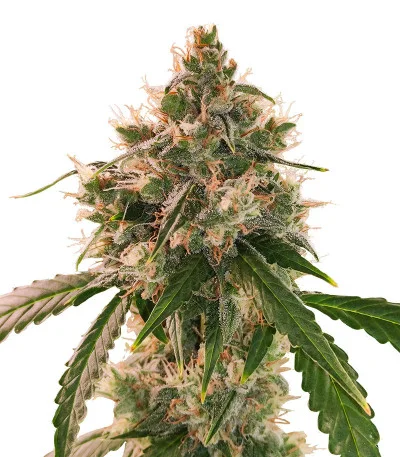 Wedding Cake Autoflower fem