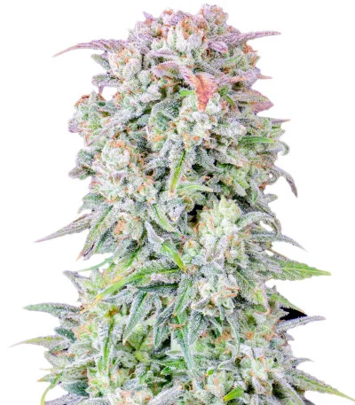 Afghan Kush Auto fem