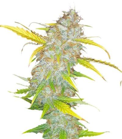 AK Auto fem