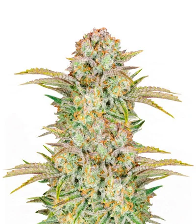 Bruce Banner Auto fem