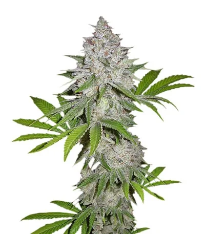 Californian Snow Auto fem