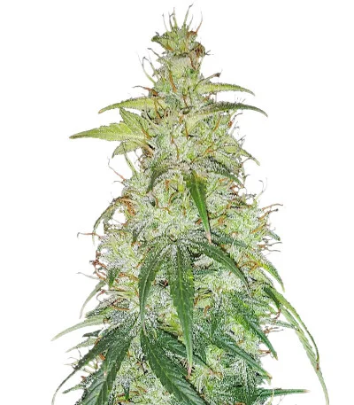 Critical Auto fem