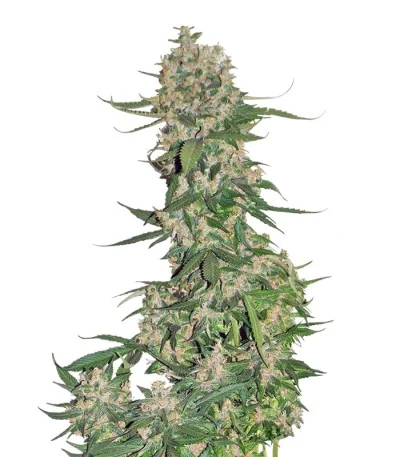 Crystal Meth Auto fem