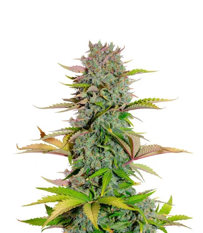 G14 Auto fem