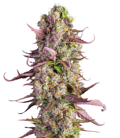 Gorilla Zkittlez Auto