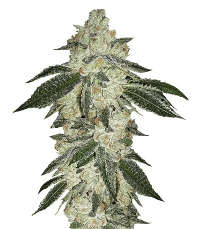 Green Crack Auto fem