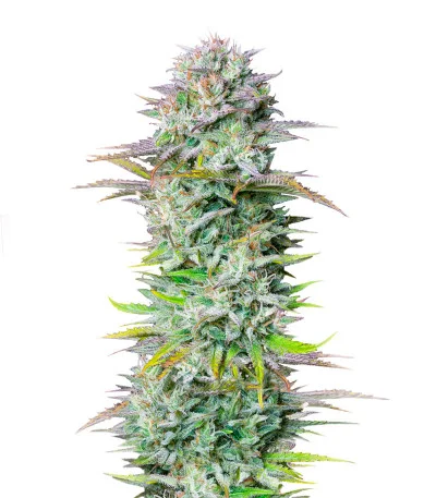 Kosher Cake Auto fem