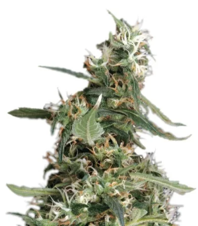 Arjan’s Ultra Haze #1 fem