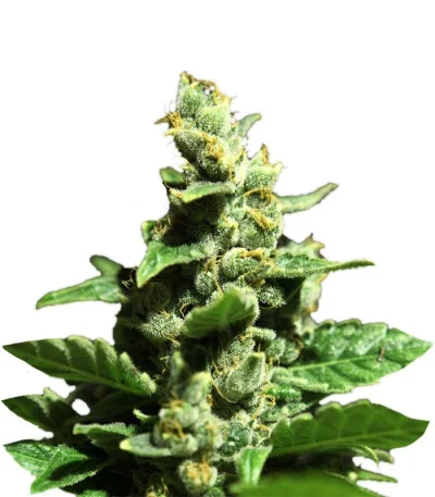 Green-O-Matic Auto fem