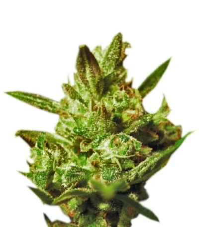 Super Critical Auto fem