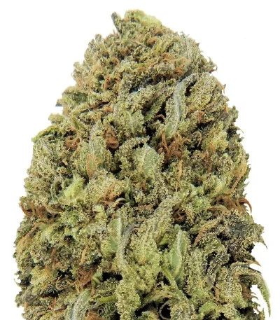 Fast & Vast Auto fem