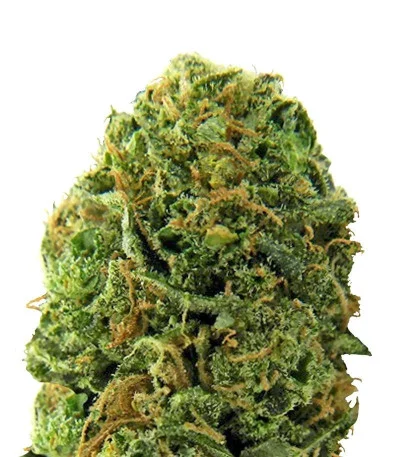 Massive Midget Auto fem