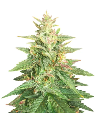Big Bud Auto fem