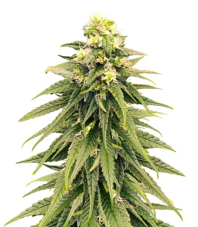 Blueberry Hill fem