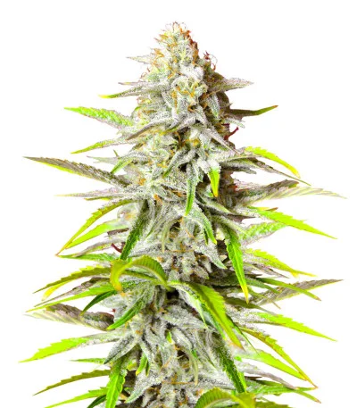 Bruce Banner #3 Auto fem