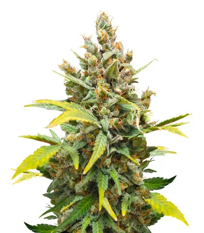 CBD Apple Betty Auto fem