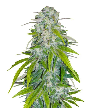 Critical XXL fem