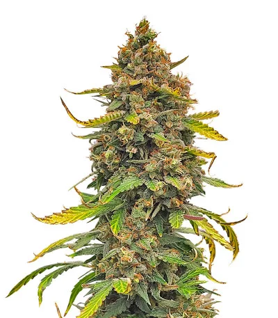 Grandmommy Purple Auto fem