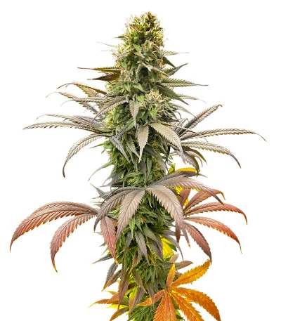 Strawberry Amnesia fem