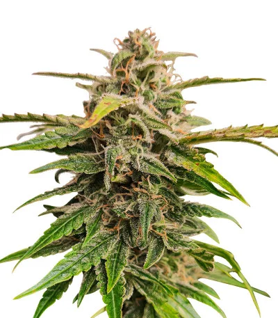 Wedding Crasher Auto fem