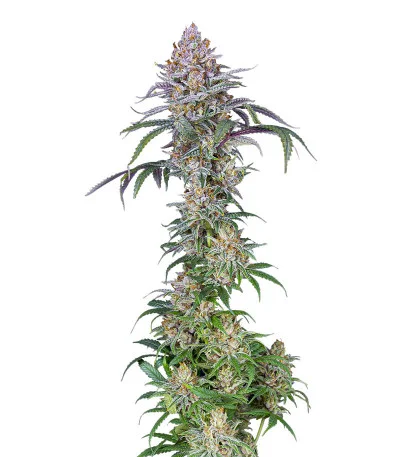 Blueberry Muffin fem