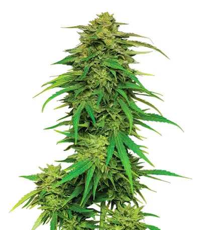 Mango Sherbert Auto fem