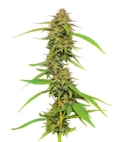 Strawberry Cheesecake Auto fem