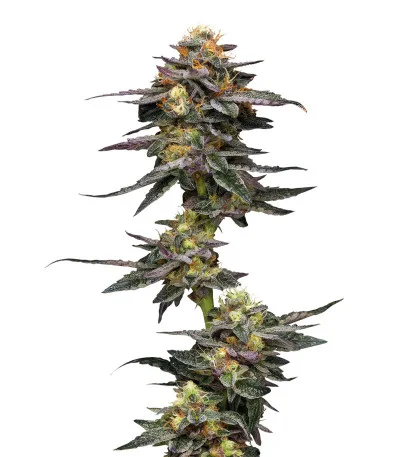 Vanilla Frosting fem