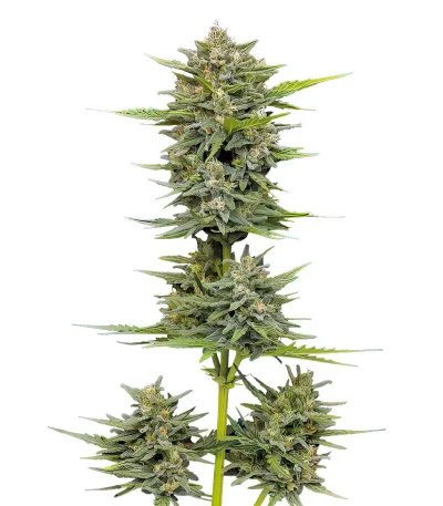 Vanilla Latte Auto fem