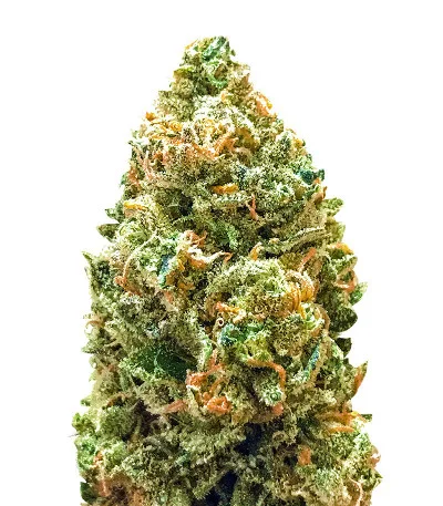 Monster Bruce Banner Auto fem